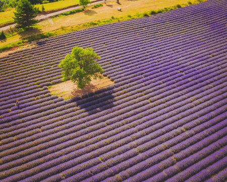 Aerial view of a Lavender Field near Aurel, Provence, France.