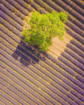Aerial view of a Lavender Field near Aurel, Provence, France.