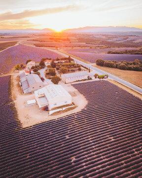 Aerial view of a Lavender Field at sunrise, near Valensole, Provence, France.