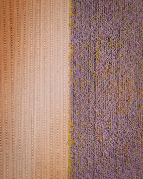 Aerial view of a Lavender Field near Aurel, Provence, France.