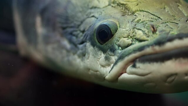 Snakehead Murrel Fish Up Close