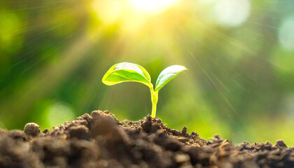 The seedling are growing from the rich soil to the morning sunlight that is shining, ecology concept. wide panoramic banner