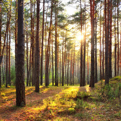 Obraz premium Sunny morning in the forest 