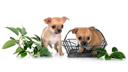 chihuahuas in studio