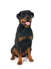 rottweiler in studio