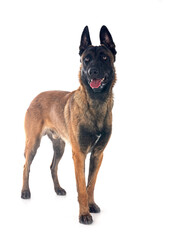 malinois in studio