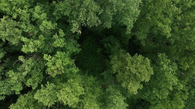 View from above of a green forest with a small clearing in the middle.
