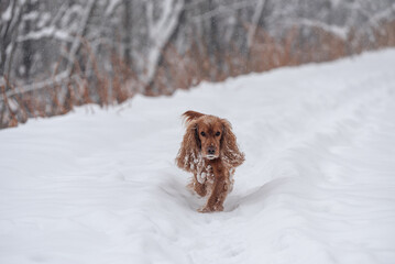 Cocker Spaniel na śniegu  © Elżbieta Kaps