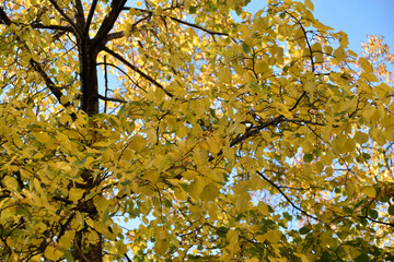 Yellow and red autumn leaves on trees on a sunny day. Beautiful leaves on autumn trees.