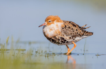 Ruff - male bird at a wetland on the mating season in spring