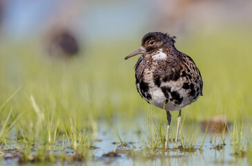 Ruff - male bird at a wetland on the mating season in spring