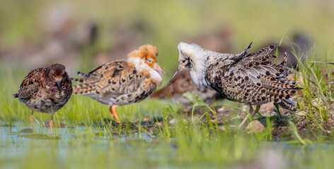 Ruff - male birds at a wetland on the mating season in spring