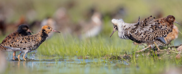 Ruff - male birds at a wetland on the mating season in spring