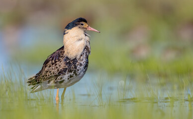 Ruff - male bird at a wetland on the mating season in spring