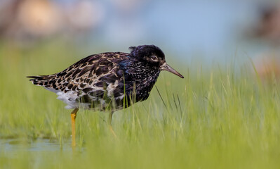 Ruff - male bird at a wetland on the mating season in spring