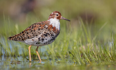 Ruff - male bird at a wetland on the mating season in spring