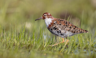 Ruff - male bird at a wetland on the mating season in spring
