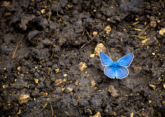 Fototapeta na wymiar Common blue butterfly on a muddy countryside butterfly