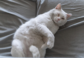sick white cat sleeping on a gray sofa	
