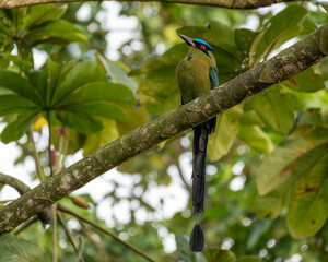 Motmot bird on a tree