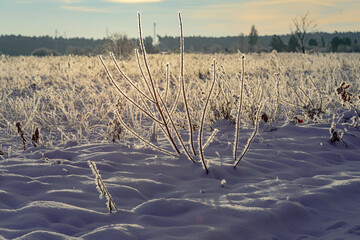 Zimowy, mroźny poranek. Świeci słońce, na ziemi leży biały śnieg. Suche trawy, rośliny i gałęzie drzew pokryte są kryształami szronu.