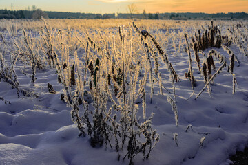Zimowy, mroźny poranek. Świeci słońce, na ziemi leży biały śnieg. Suche trawy, rośliny i...
