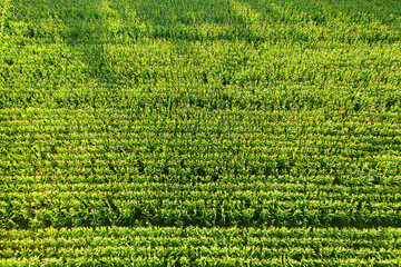 Uprawa kukurydzy. Równoległe rzędy rosnących zielonych roślin widziane z góry. Zdjęcie wykonane przy użyciu drona.