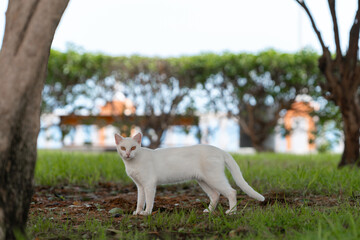 albino sic cat with yellow eyes in a garden, looks at the camera