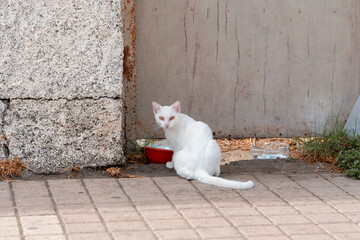 albino sic cat with yellow eyes in a garden, looks at the camera