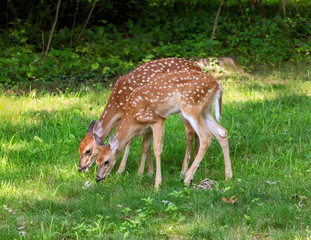 White-tailed deer fawns feeding in residential back yard