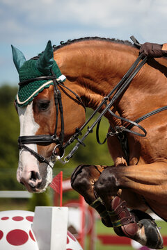 Show Jumping event themed photograph