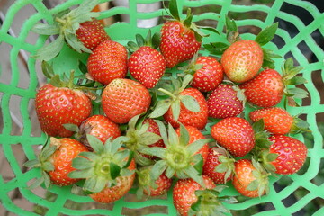 Red strawberries with leaves still in a green basket