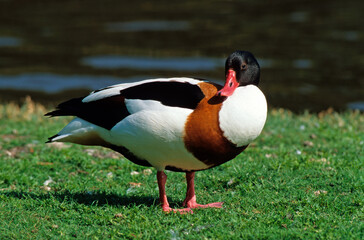 Tadorne de Belon,.Tadorna tadorna, Common Shelduck