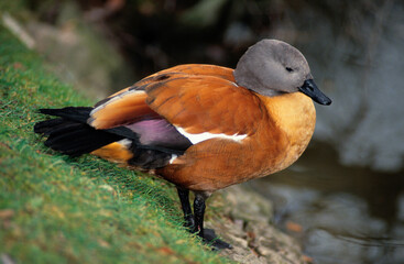 Tadorne casarca,.Tadorna ferruginea, Ruddy Shelduck