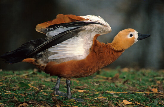 Tadorne casarca,.Tadorna ferruginea, Ruddy Shelduck