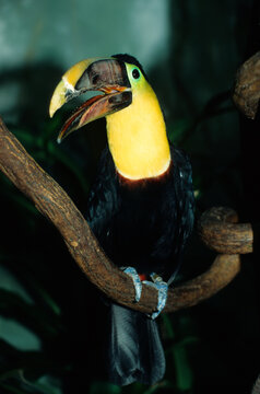 Toucan tocard,.Ramphastos ambiguus , Yellow throated Toucan