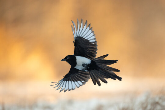 Flying Eurasian Magpie or Common Magpie or Pica pica on the branch with colorful background	