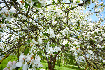 Fototapeta premium apple blossom in the garden