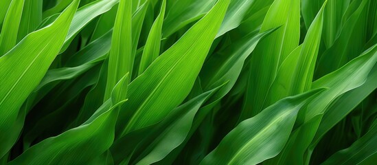 Close up of Green corn leaves refreshing for background. Copyspace image. Square banner. Header for website template