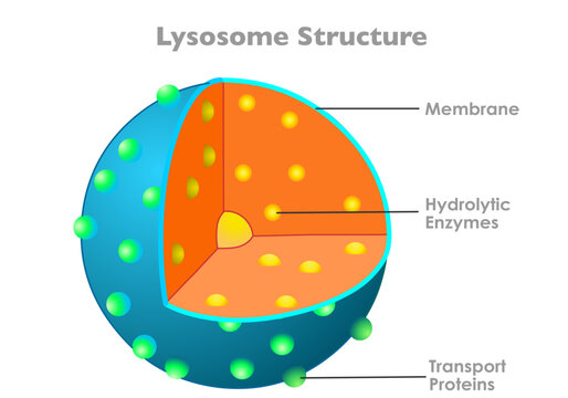 Lysosome anatomy, structure. Hydrolytic enzymes, membrane, transport proteins. animal human cell parts diagram. Bound organelle slice, section, with explanations. Illustration vector
