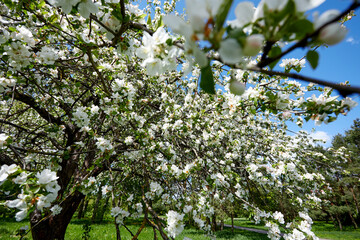apple blossom in the garden