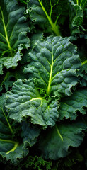 Naklejka premium Fresh kale green leaves, with water drops over it, closeup macro detail. Generative AI