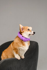 Corgi in a white studio on a gray chair wearing a purple scarf