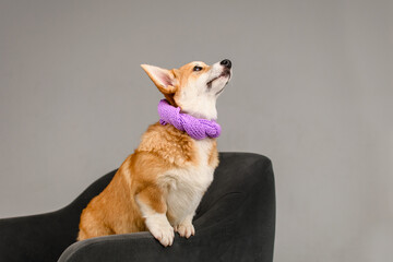 Corgi in a white studio on a gray chair wearing a purple scarf