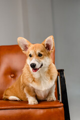 A cute corgi sits on a brown leather chair in the studio