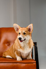 A cute corgi sits on a brown leather chair in the studio