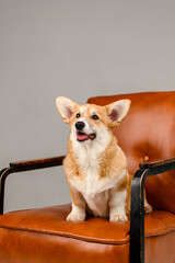 A cute corgi sits on a brown leather chair in the studio