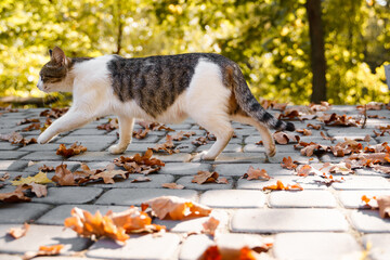 A beautiful cat walks outside, a street cat in a beautiful autumn park