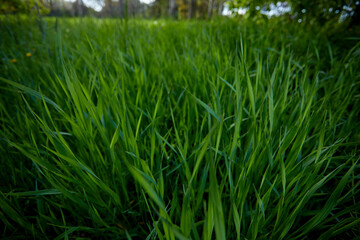 fresh grass in the garden