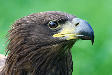White-tailed eagle (Haliaeetus albicilla)